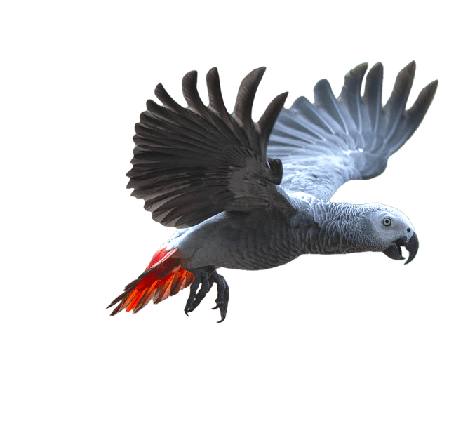 Flying Grey Parrot